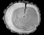 Cross section of a log showing distorted tree stem ring growth.