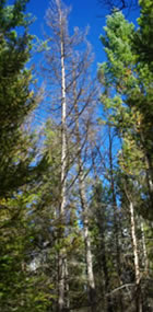 Douglas-fir trees killed by Phellinus root disease.