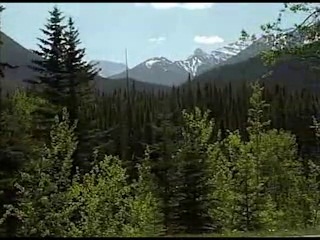 Video - Mountain pine beetle and fire in our forests