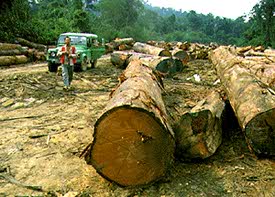 Extraction of wood in tropical forest