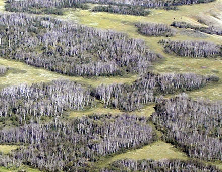 Photo showing dead aspen stands as a result of the severe drought in western Canada in 2001–2002 that resulted in widespread tree mortality.