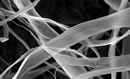 Cellulose filaments under the microscope. Photo: FPInnovations
