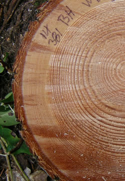 This photo shows growth rings on the cross section of a tree trunk.