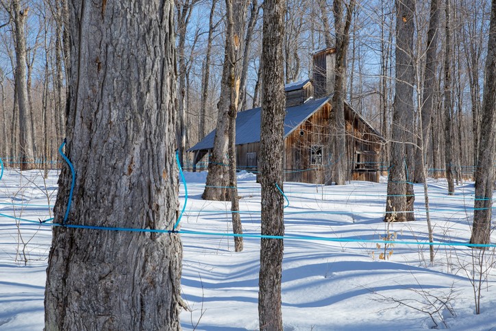 Maple trees with technology that makes the sap to syrup conversion process more efficient.