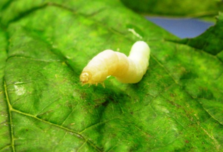 Trichoplusia ni larva