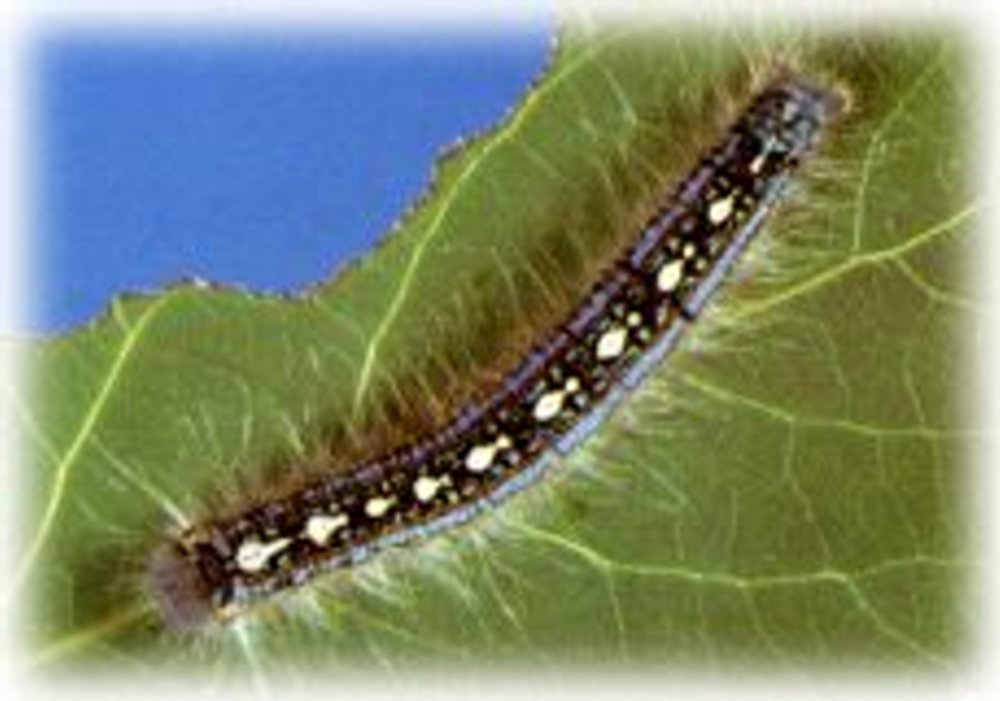 Malacosoma disstria larva