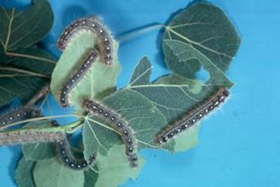 Malacosoma disstria larvae