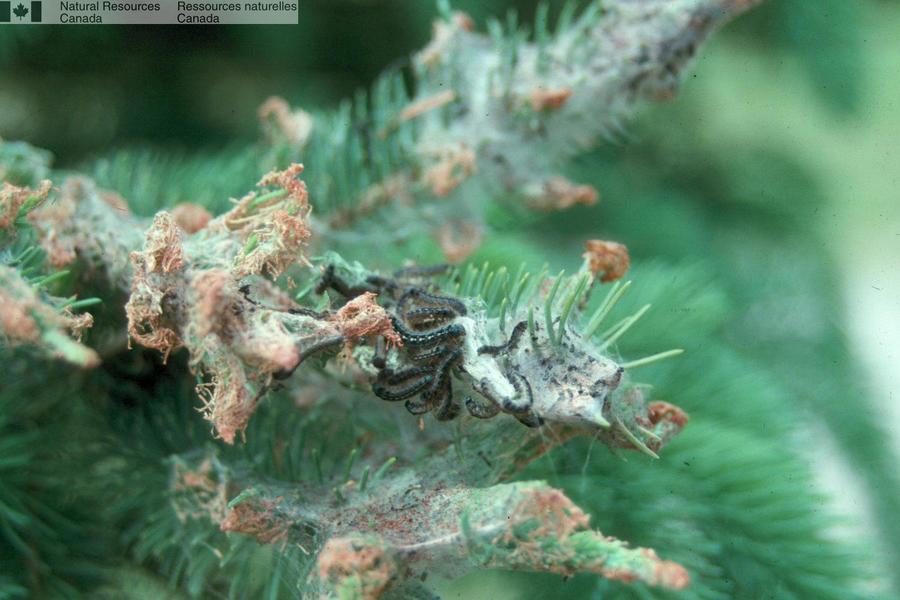 Malacosoma disstria larvae