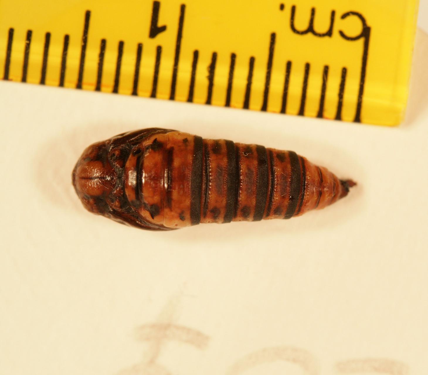 Choristoneura occidentalis female pupa