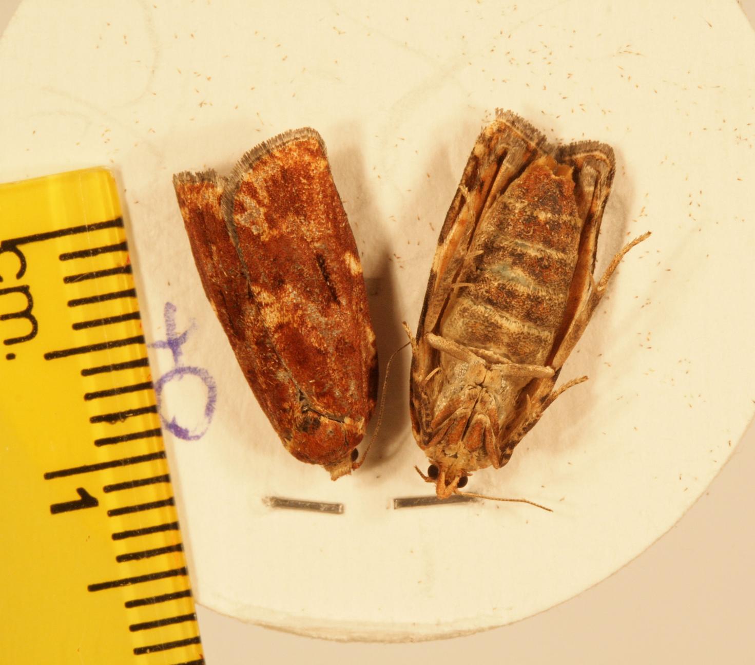 Choristoneura occidentalis females