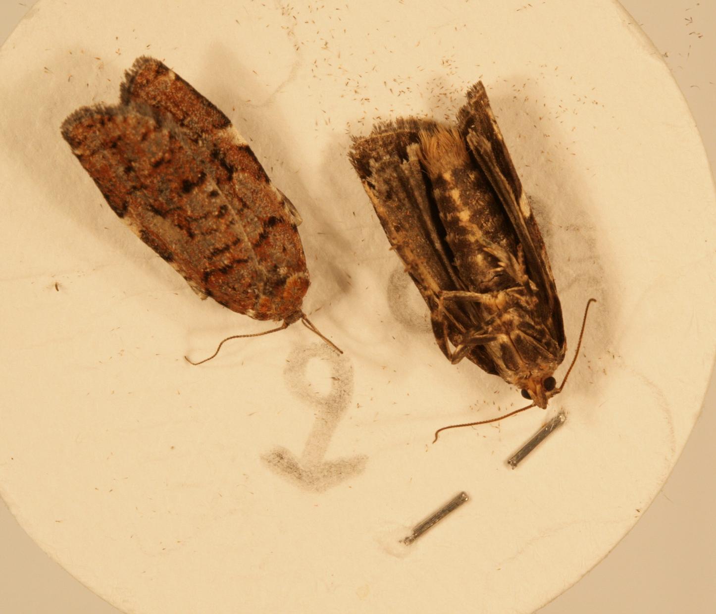 Choristoneura occidentalis males