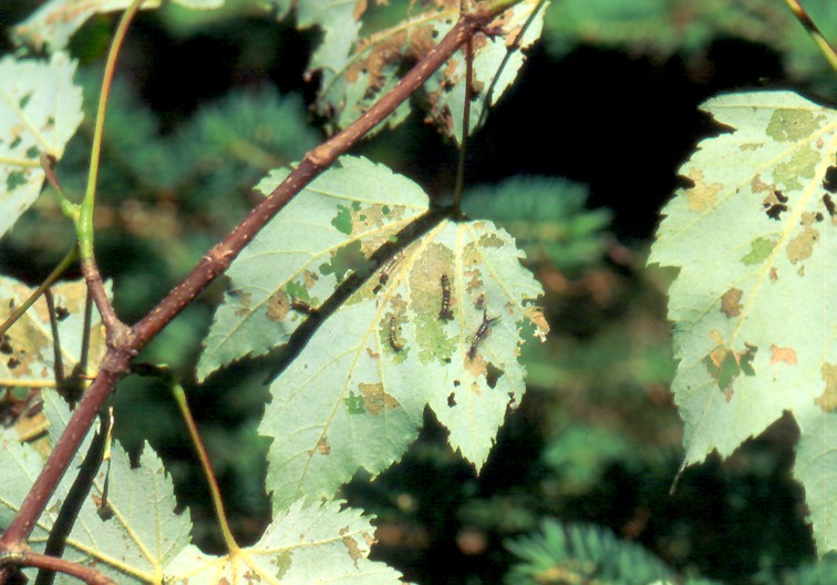 Early instar of Orgyia leucostigma larva