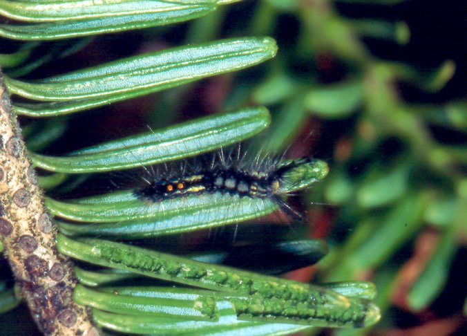 Dioryctria abietivorella larvae