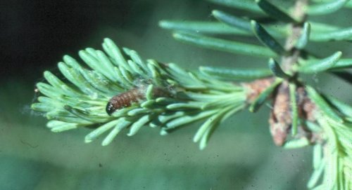 4th Instar Choristoneura fumiferana on expanding balsam fir shoot