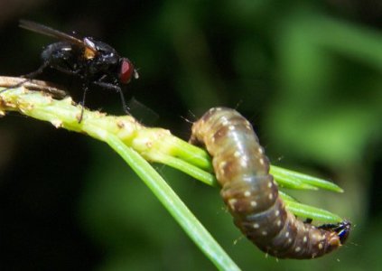 Choristoneura fumiferana and parasitic fly