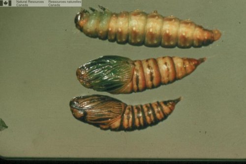 6th instar Choristoneura fumiferana