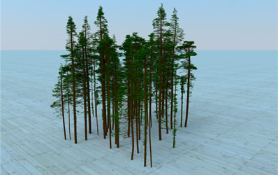 Reconstructed permanent sample plot (PSP) of balsam fir using L-Architect and tree map inventory data.
