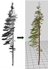 Co-registered scans of a balsam fir and its 3-D representation build with L-Architect.
