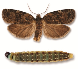Eastern spruce budworm adult moth and caterpillar.