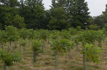 Photo showing black walnut trees in the middle of their third growing season.