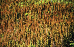 forest with pine beetle infestation