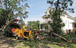 Photo of an urban forestry crew mulching a downed tree in Edmonton
