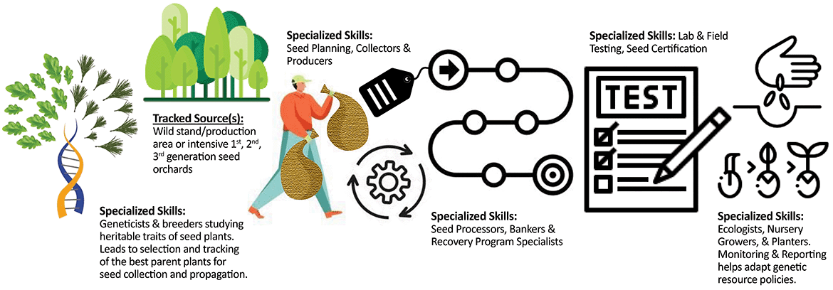 Diagram of a reliable seed supply chain, described below