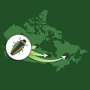 Image showing a map of Canada superimposed by an inset with an icon of an insect. From this icon, three arrows depart in different directions pointing to various regions in Canada. 