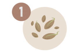 Seeds illustration