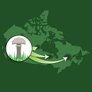 Image showing a map of Canada superimposed by an inset with an icon of a mushroom. From this icon, three arrows depart in different directions pointing to various regions in Canada.