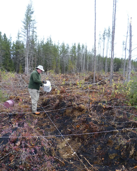 Wood ash being spread by hand on gridded plots at the Island Lake wood ash trial. Photo: Paul Hazlett