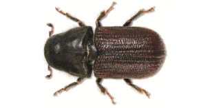An adult mountain pine beetle.