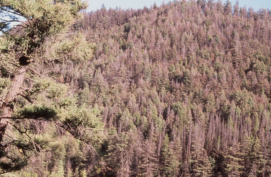 Aerial view of a forest affected by western spruce budworm.