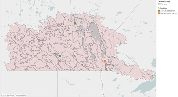 Figure 4 – Map showing Canadian ecodistricts where green ash is present in Alberta, Saskatchewan, Manitoba and northwestern Ontario as well as the location of NTSC seed collections that are available for research (2020).