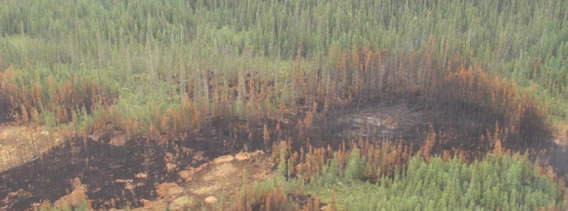 Preferential burning in peatlands and lowland conifer compared to mixedwood uplands. Wood Buffalo National Park, June 2012