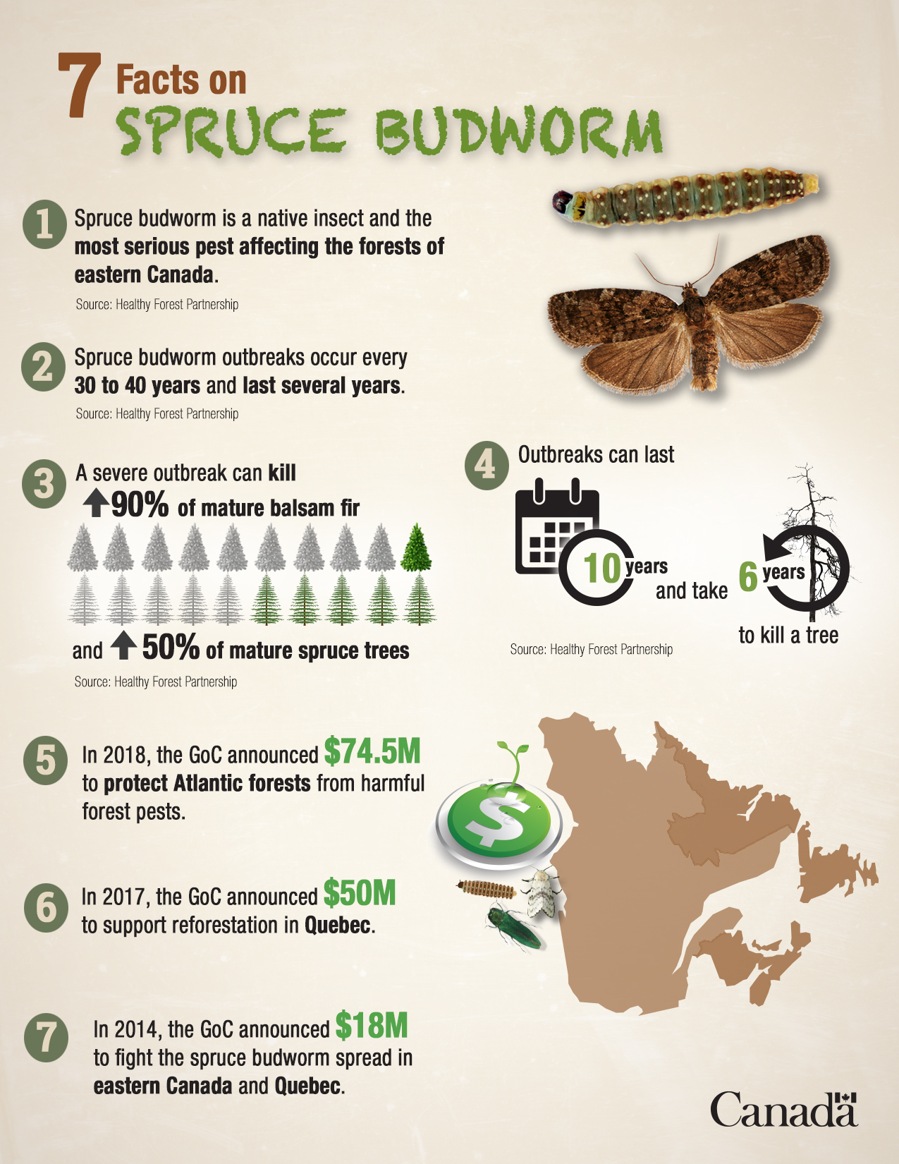 7 facts on Spruce Budworm