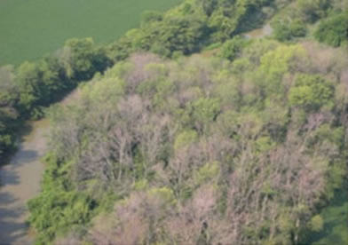 Aerial view of trees damaged by the emerald ash borer.