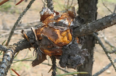A jack pine tree branch with an orange gall on it from an infection of Cronartium harknessii