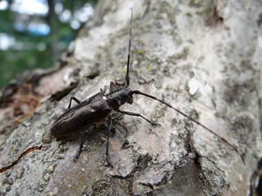 A large black beetle with antennae longer than its body resting on a tree trunk.