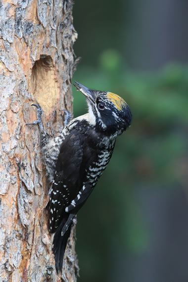 A black and white woodpecker with a yellow crown patch perched on a tree trunk outside its nest cavity.