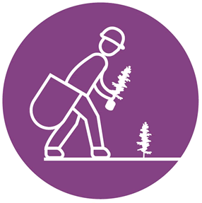 Icon showing a stylized person planting a conifer seedling.