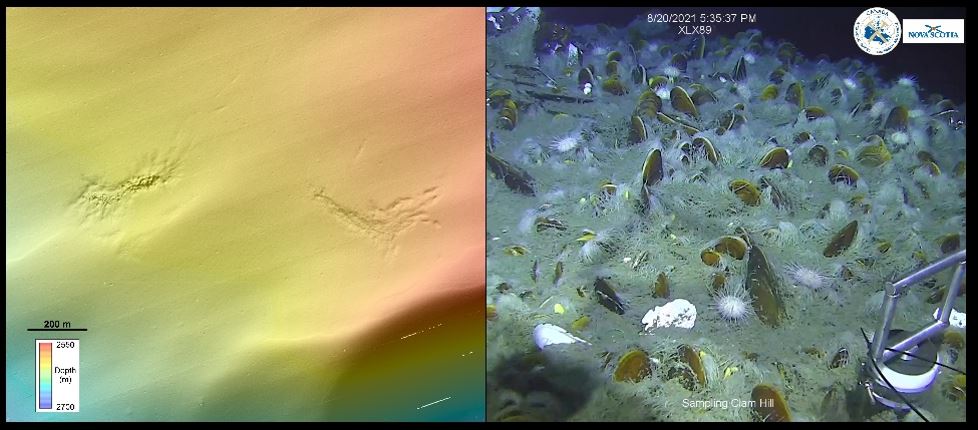 A crater and microbial and macrofaunal communities on the sea floor.