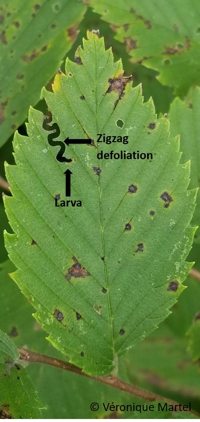 An elm leaf showing zigzag defoliation and a small larva feeding