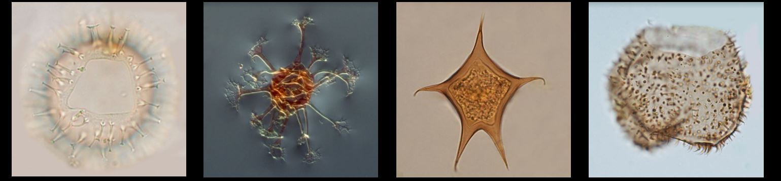 Four dinoflagellates