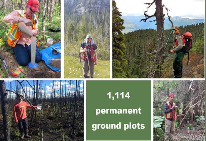 Five CFS workers in safety gear taking measurements in different forest locations. On screen text: 1,114 permanent ground plots.