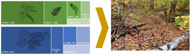 Sample of a species mix provided by PlantR next to a generic forest floor.