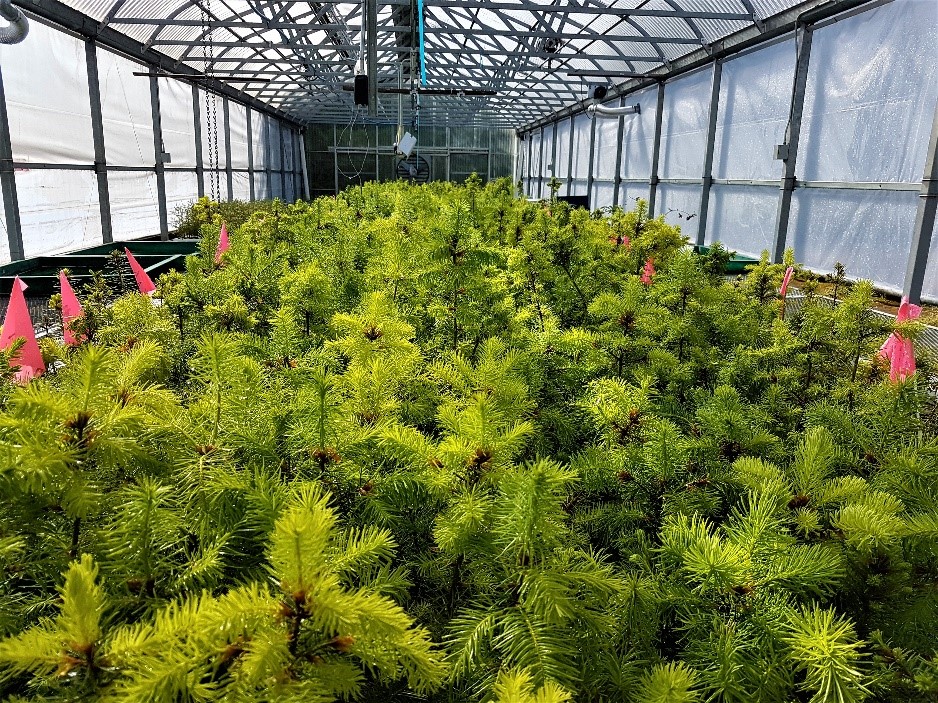 Thousands of seedlings form a mini forest in the greenhouse.