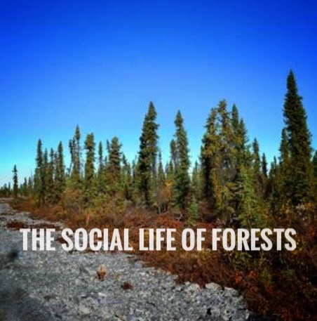 Graphic image of trees with text 'The Social Life of Forests'