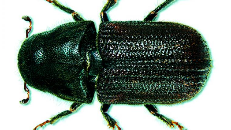Slowing the march of the mountain pine beetle