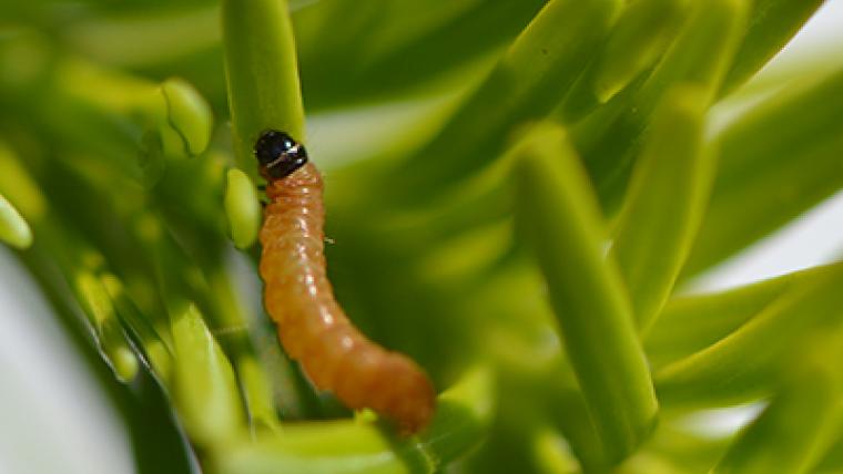 Slowing Down the Spruce Budworm (Ask NRCan)